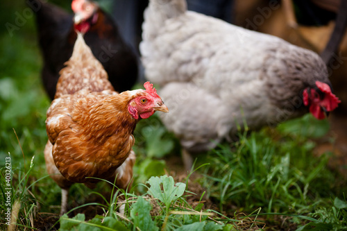 Photo: Closeup of a hen in a farmyard (Gallus gallus domesticus) Closeup of a hen in a farmyard (Gallus gallus domesticus)
