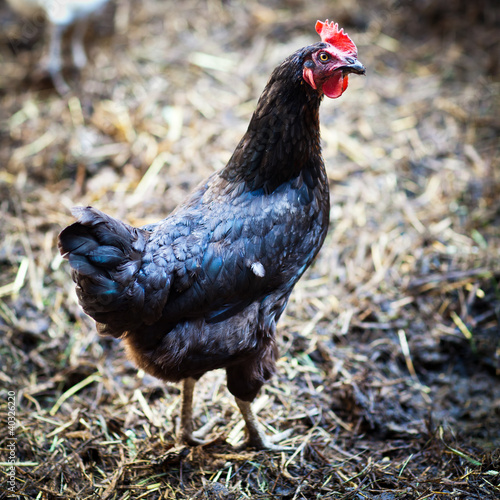 Photo: Closeup of a hen in a farmyard (Gallus gallus domesticus) Closeup of a hen in a farmyard (Gallus gallus domesticus)