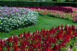 the beautiful flowers
