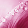 Beautiful water drop on pink petals