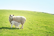 Ewe feeding her lamb