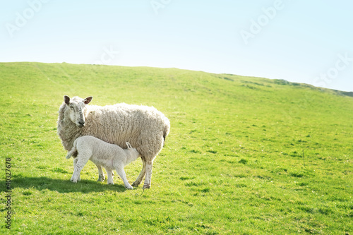 Photo: Ewe feeding her lamb Ewe feeding her lamb