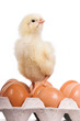 Baby chick on  eggs in egg carton
