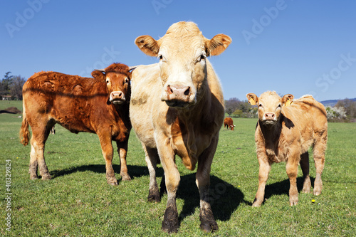 Photo: cow familly cow familly