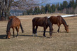 Horses