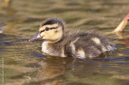 Photo: Duckling swimming in water Duckling swimming in water