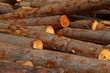 Dump timber