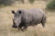 Photo: White Rhino, Botswana, Africa, Safari White Rhino, Botswana, Africa, Safari