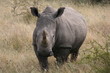 Photo: White Rhino, Botswana, Africa, Safari White Rhino, Botswana, Africa, Safari