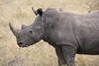 Photo: White Rhino, Botswana, Africa, Safari White Rhino, Botswana, Africa, Safari