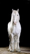 white horse studio shot