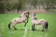 Wild horses in spring