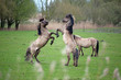 Wild horses in spring