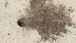 tropical wasp burrow in the sand tropical wasp burrow in the sand