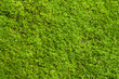 Green Lichen