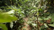 walking in malaysia jungle