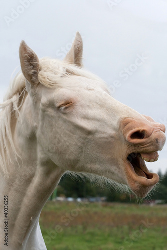 Foto: White country horse White country horse