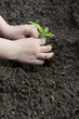 Photo: children's hands and little plant - gardening children's hands and little plant - gardening
