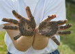 Photo: children's hands dirty from the soil . children's hands dirty from the soil .