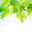 Fresh green leaves vector background. Fresh green leaves vector background.