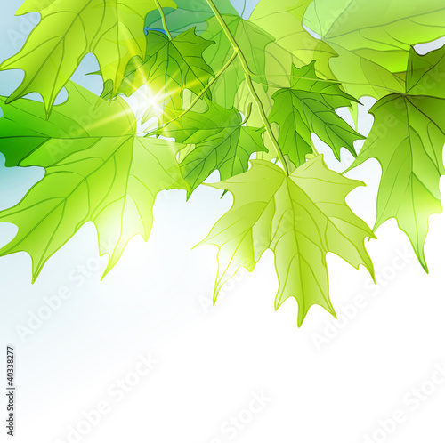 Vetor: Fresh green leaves vector background. Fresh green leaves vector background.
