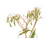 Indisches Springkraut