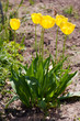 gelbe Tulpen