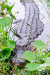 Alligator closeup in wild