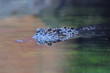 Alligator swim