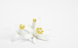 Exotic flowers on light grey background