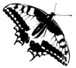 Butterfly vector trace