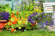 Beautiful summer flowers in the garden