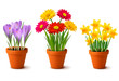 Spring colorful flowers in pots. Vector