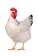 Foto: Chicken isolated on white. Chicken isolated on white.