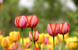 Tulpenblüten
