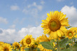 SonnenblumenFeld