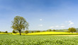 Frühling
