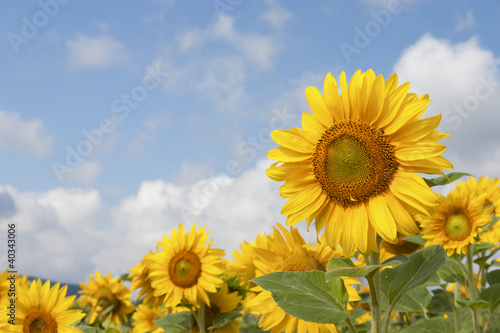 Foto: SonnenblumenFeld SonnenblumenFeld