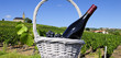 French vineyads