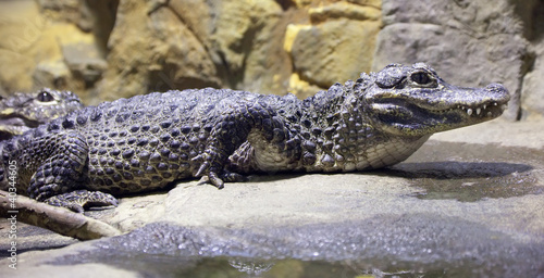 Photo: Chinese alligator Chinese alligator
