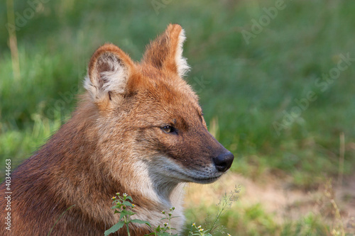 Photo: Dhole also known as a red dog or Asian wild dog (Cuon alpinus) Dhole also known as a red dog or Asian wild dog (Cuon alpinus)