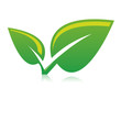 Plante verdoyante