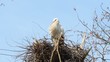 Stork yawning on its nest