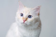 Foto: Heilige Birma Heilige Birma