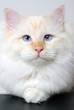 Foto: Heilige Birma Heilige Birma