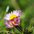 daisy 19