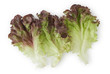 Red Leaf Lettuce Red Leaf Lettuce