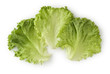 Leaf Lettuce Leaf Lettuce