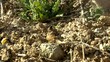 ants carrying food