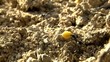 ants carrying food